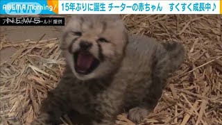 15年ぶりに誕生！赤ちゃんチーターすくすく成長中(2021年8月11日)