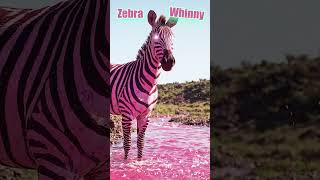 🌈Halloween Animal Names and Sounds #animalsounds