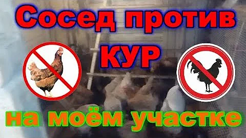 Сосед против кур на моём участке