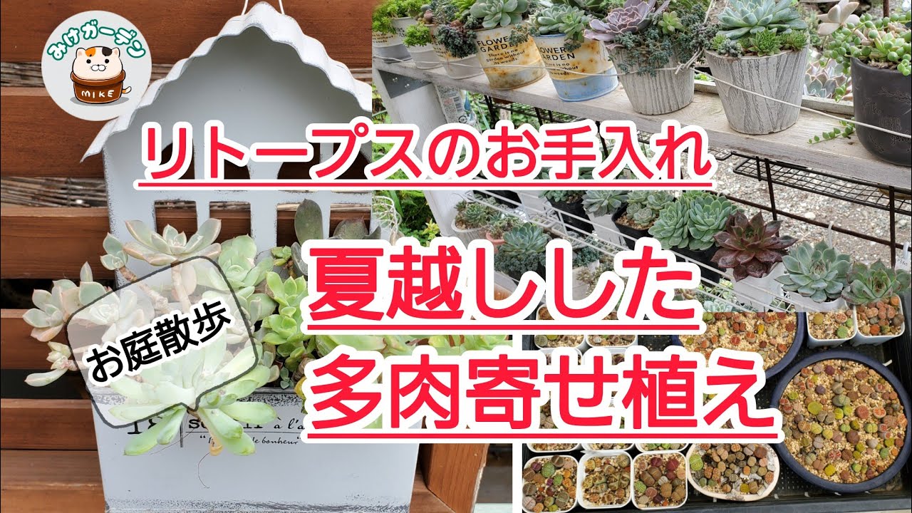 74【多肉植物・寄せ植え】リトープスのお手入れ！雨上がりのお庭、秋が