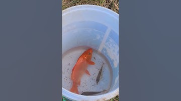 Thi Câu Cá #tuyenvlog #shorts