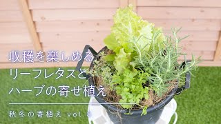 秋冬の寄せ植え 収穫を楽しめるリーフレタスとハーブの寄せ植え Youtube