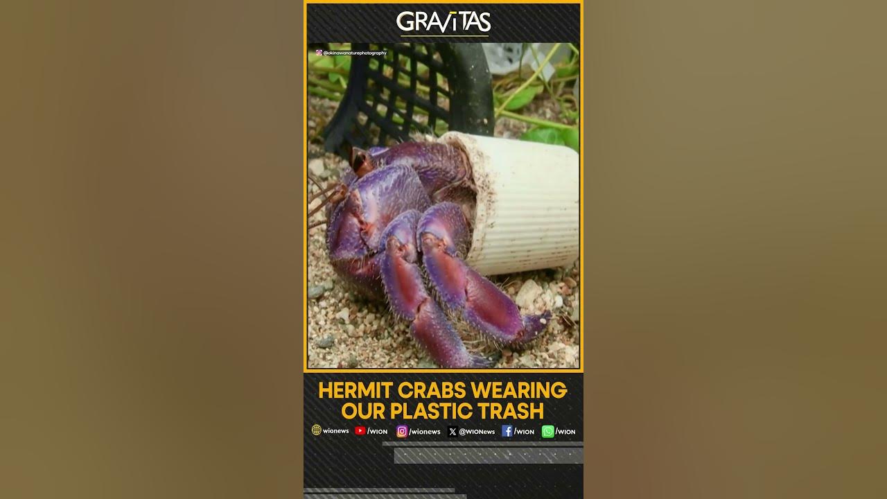 Gravitas: Hermit crabs wearing our plastic trash | Gravitas Shorts