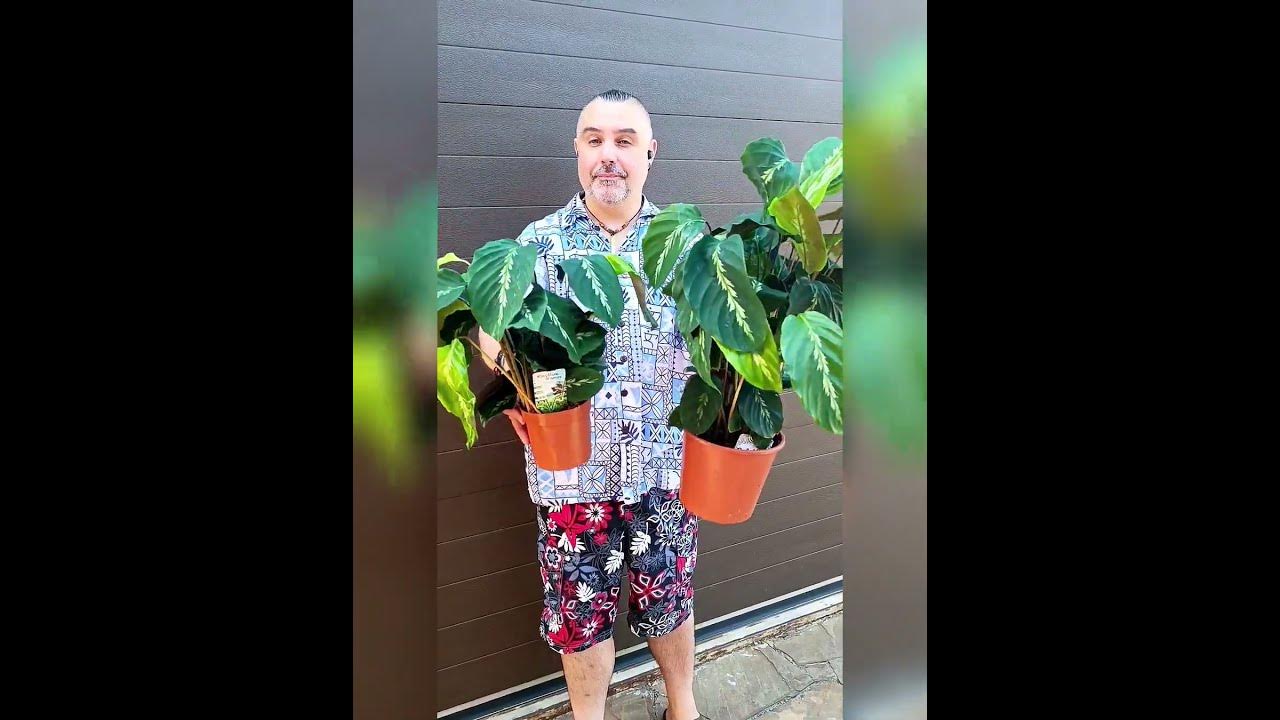 Калатеи Май Квин, цена 200 и 350 гривен! Бронь в вайбер 0996782355 # ...
