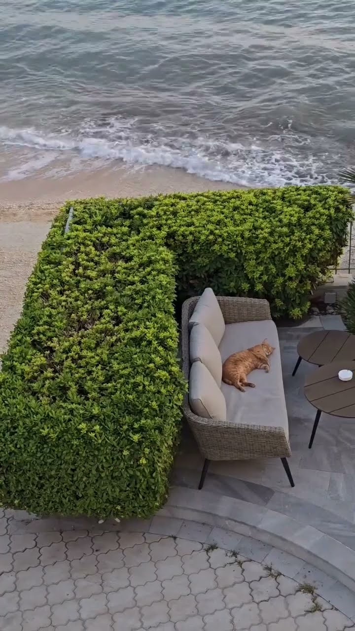 Bon vacances à tous les chats
