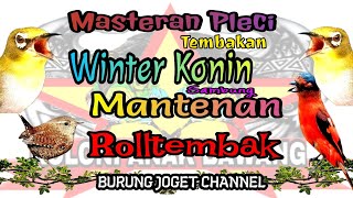 Masteran Pleci Tembakan Winter Konin Sambung Mantenan Materi Rolltembak