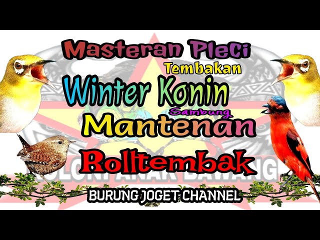 Masteran Pleci Tembakan Winter Konin Sambung Mantenan Materi Rolltembak class=