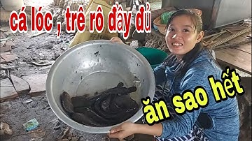 Không Uổng Công Mấy Tháng Trời Canh Con Nước Cắm Câu Cá Lóc , Cá Trê Gỡ Đã Tay # SĂN BẮT ĐỒNG THÁP #