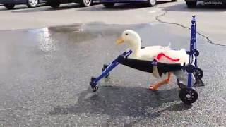 Beatrice the Disabled Duck Gets Walkin' Wheels Wheelchair!