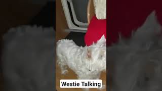 West Talking dog funny video #dog #funny #talkingdog #westie