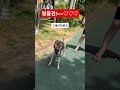 명풍견 #그레이하운드 #강아지 #반려견 #반려동물 #dog #신정호 Let's go