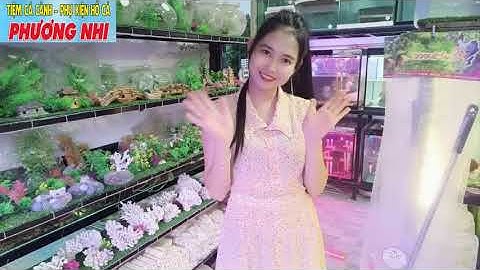 CÁCH TRỊ BỆNH TÚM ĐUÔI , THỐI VÂY NẤM MÓC DA TRÊN CÁ LÓC NỮ HOÀNG ĐƠN GIẢN VÀ CÁI KẾT