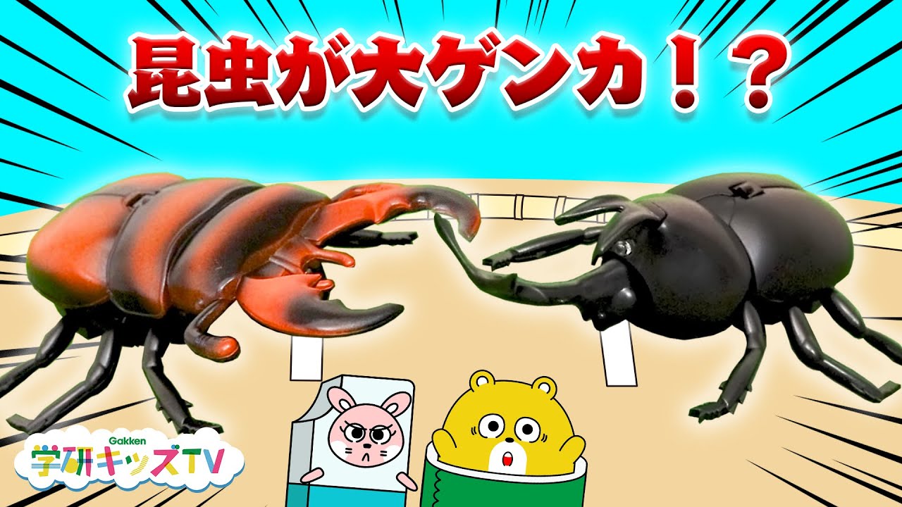 昆虫対決 カブトムシや巨大クモやクワガタが大ゲンカ 最強はだれだ 虫取り採集 子供向け知育教育アニメ 学研キッズtv Youtube