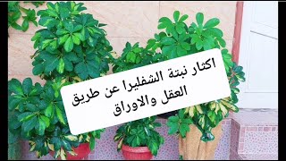 كيفية اكثار نبتة الشفليرا او الاراليا بسهولة How to propagate Schefflera plant