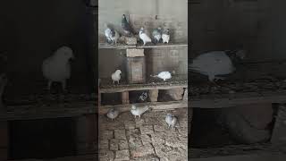 Imran Sikriya Ratangarh Wale Ka Kabutar Resimi