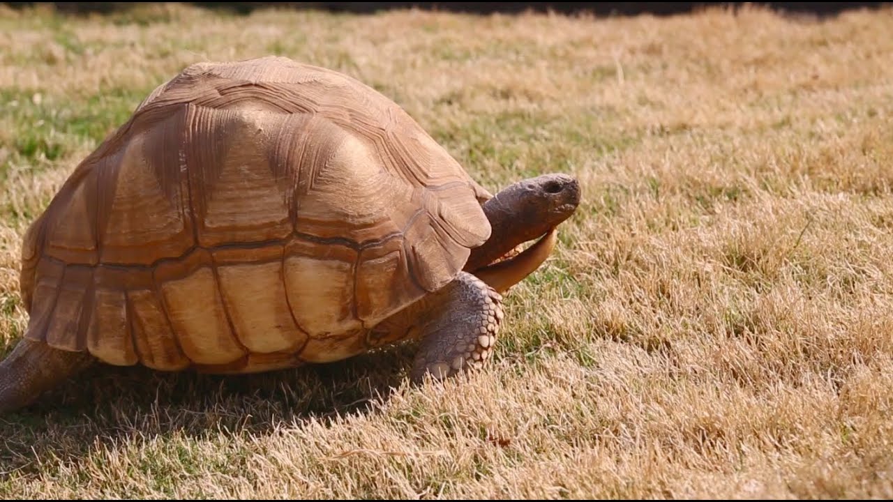 funny video memes World's Most Rare Tortoise! Kamp Kenan S3 Episode 30