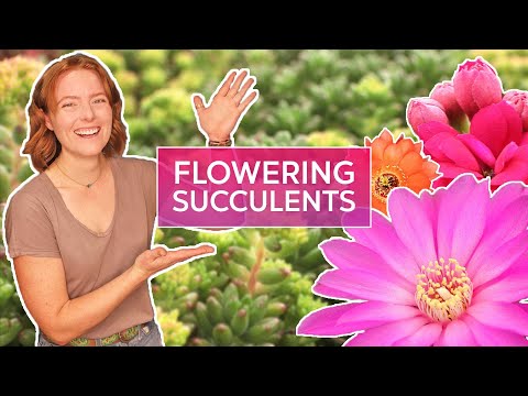 Video: Mans sukulents zied - ko darīt ar ziedošu sukulentu augu