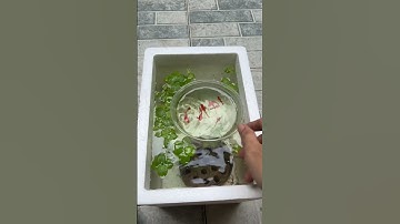 Hồ nuôi cá bảy màu trị giá 0 đồng#guppy #nhacabaymau #ca7mau #cabaymau