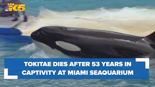 Tokitae, Southern Resident orca, dies in captivity after calls to bring her home