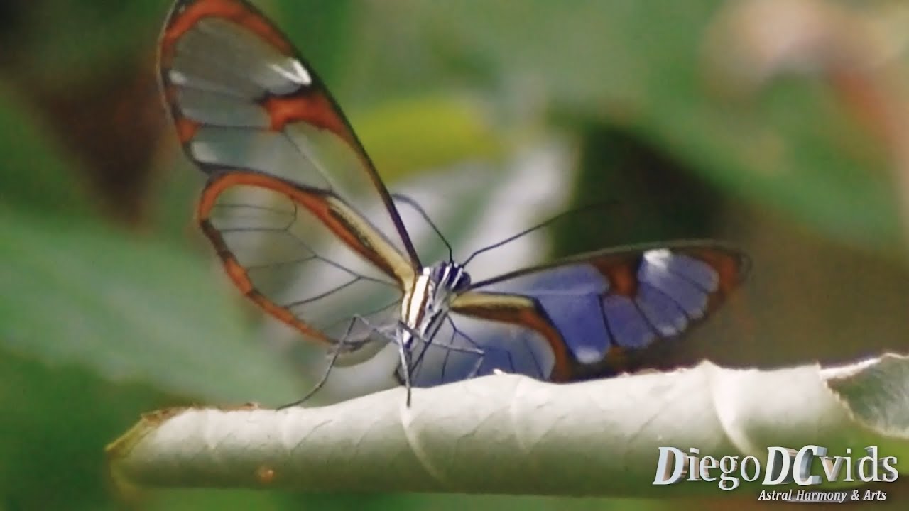 Ithomia lichyi  - Glasswing butterfly (Ithomiini) Borboleta transparente