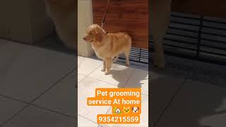Pet grooming service At your home    Delhi NCR #dog #petgrooming #cat #order