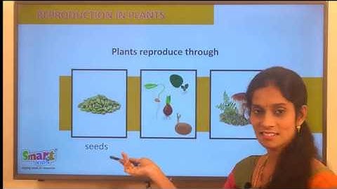 5th Class EVS (Science) - Growing Plants (Part 1)