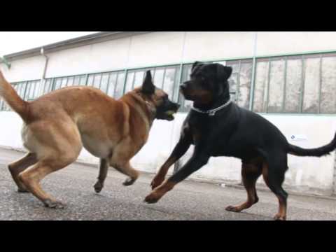 Video: Oklahomoje Jie Rado šunį Mutantą Su šliaužiančia Dantyta Antra Burna Ausyje - Alternatyvus Vaizdas