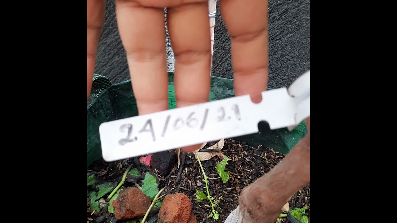 Update anggur import Dubovski Pink 5 bln diplanter bag 50 ltr berbuah lebat dengan berry besar👍🤩💖🙏