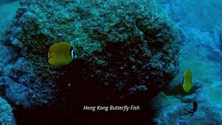 「Dive Buddies Diving in Hong Kong」「Long Short Mouth」「Boxfish」「Pennant Coralfish」「HK Butterfly Fish」