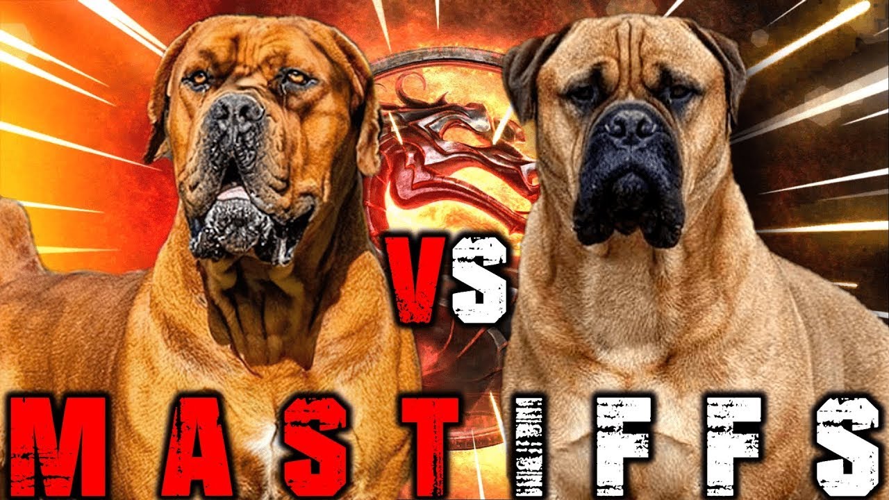 bullmastiff vs pitbull who would win in a fight