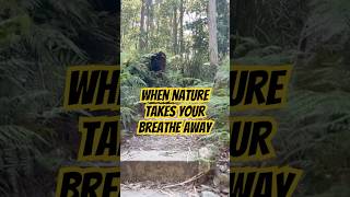 When nature takes your breathe away #australia #tree #bushwalking #trail #trailrunning #walk #hike