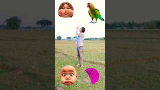Rounding green cut kadambas to Parrot Pigeon Peacock & Duck - Birds names magic video #laxmi#ganesh