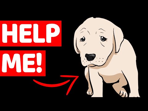 10 Signs Your Pet Is Crying For Help