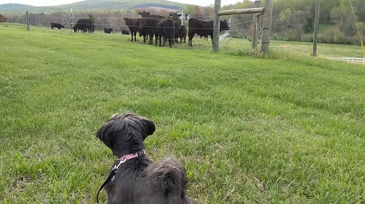 Sassy Barking at Cows
