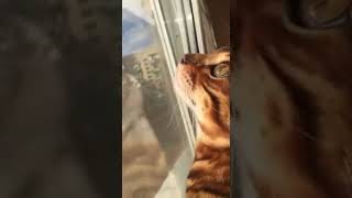 Астраханский кот заговорил, увидев муху