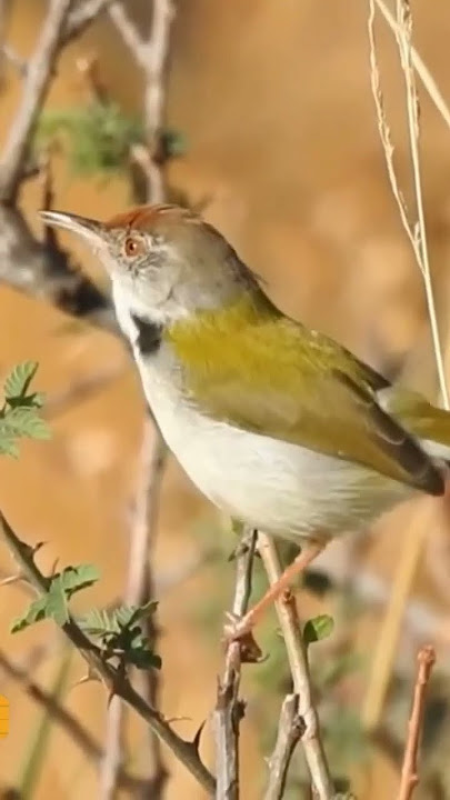 Burung Cinenen pisang (Orthotomus sutorius)