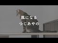 【生音風カラオケ】風になる - つじあやの【Offvocal】