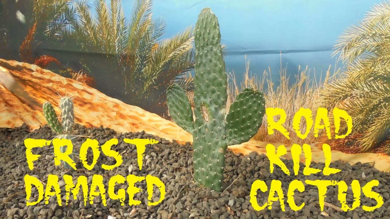 Frost Damaged Road Kill Cactus