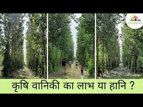 कृषि वानिकी/Agroforestry का फ़ायदा या नुक़सान? - एक पर्माकल्चर फार्म के नज़रिए से