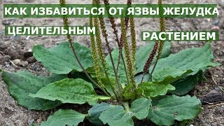 ЛЕЧЕНИЕ ЯЗВЫ ЖЕЛУДКА ПОДОРОЖНИКОМ Лечебные свойства подорожника ЛЕЧЕНИЕ ЯЗВЫ ЖЕЛУДКА ПОДОРОЖНИКОМ Лечебные свойства подорожника