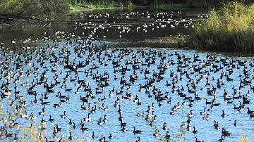 Canada Goose - Species Profile