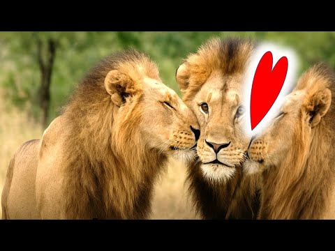 ظاهرة تزاوج الأسود الذكور مع بعضها التفسير الصحيح سلوك صادم له معنى علمي