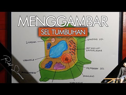 CARA MENGGAMBAR SEL TUMBUHAN DENGAN MUDAH