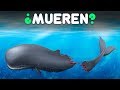 ¿Qué le pasa a los peces durante un huracán? ⚠️