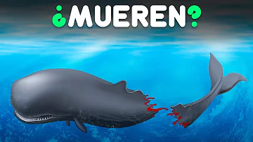 ¿Qué hacen los tiburones durante un huracán?