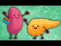 Learn About The Endocrine System, Lymphatic System &amp; More! | Human Body Songs For Kids | KLT Anatomy