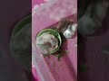 #shortvideo#youtub#Like