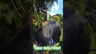 Happy Aloha Friday