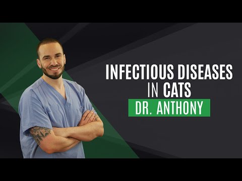 Module 2: Infectious diseases in cats