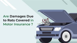 Are Damages due to Rat Covered in Motor Insurance? | Motor Insurance